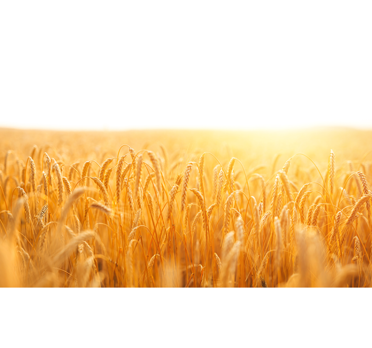 Fototapete natur goldenes getreidefeld - TenStickers