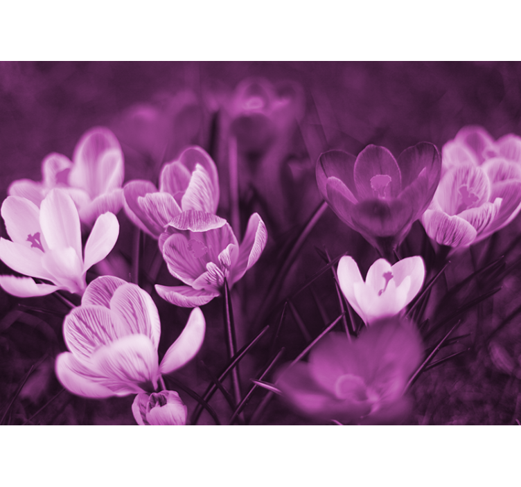 Fototapete mohnblumen zarte blumenblüte - TenStickers