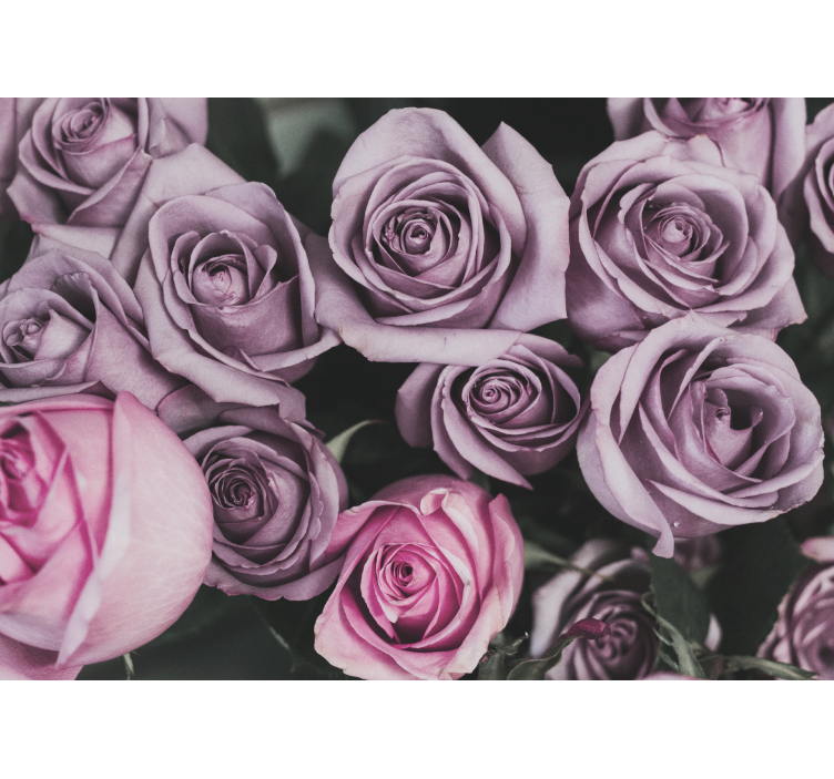 Fototapete Rosen Elegantes Design mit rosa rosen - TenStickers