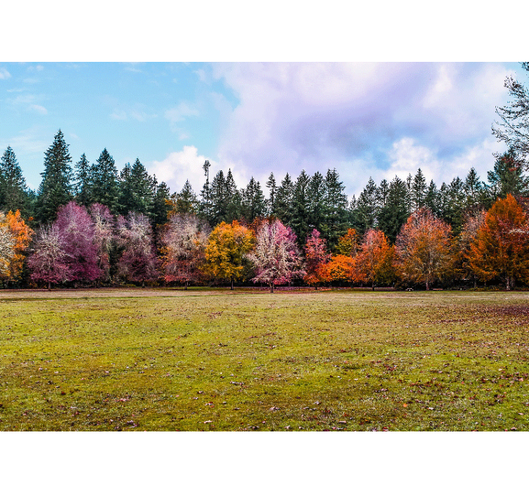 Fototapete natur bunter herbstwald - TenStickers