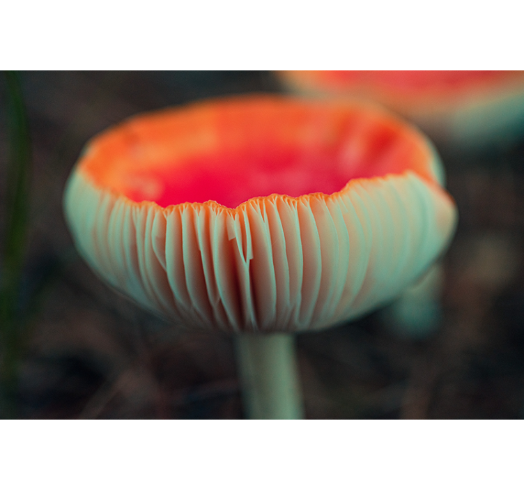 Fototapete mohnblumen elegant poppy blossom - TenStickers