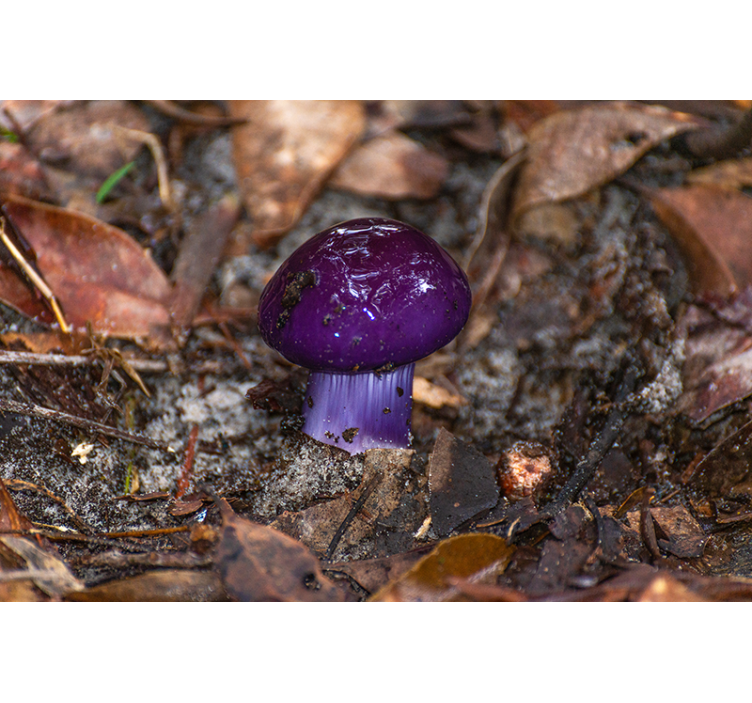Fototapete Natur Amethyst-pilze - TenStickers