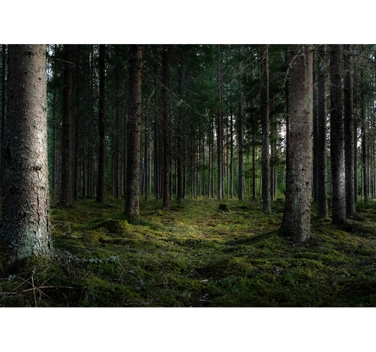 Fototapete Wald ruhige landschaft - TenStickers