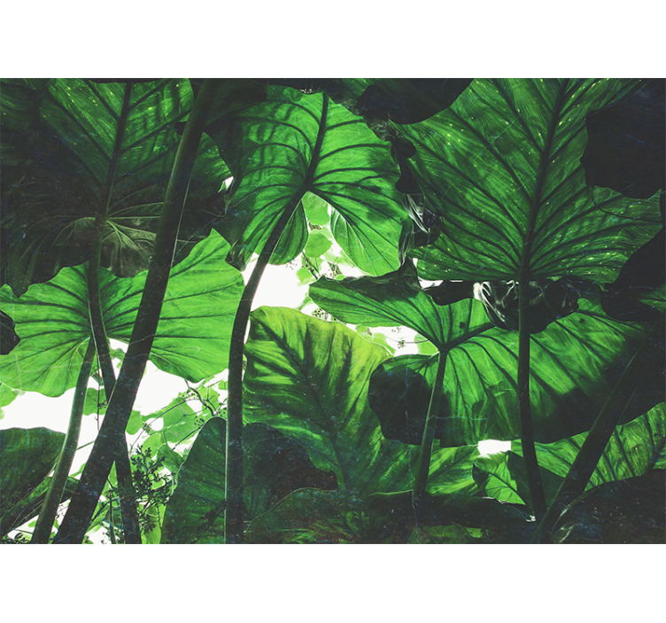 Fototapete natur üppiges blätterdach - TenStickers