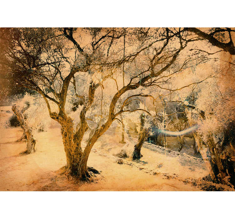 Fototapete Baum Olivenbaum - TenStickers