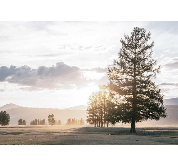 Fototapete natur ruhige kiefer silhouette - TenStickers