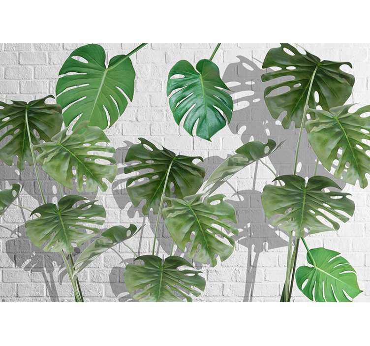 Fototapete natur monstera blatt arrangement - TenStickers