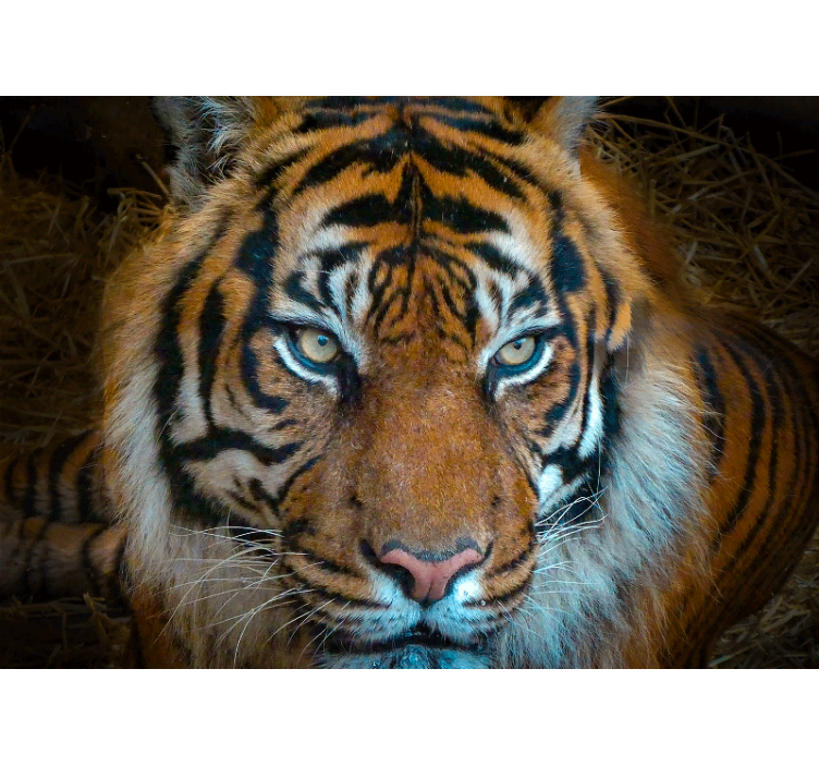 Fototapete tiere regal tiger illustration - TenStickers