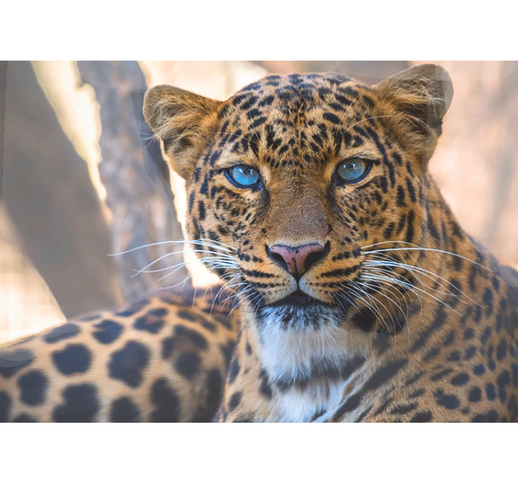 Fototapete tiere leopard porträt nahaufnahme - TenStickers