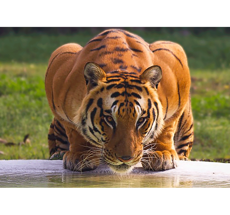 Fototapete tiere regal tiger pose - TenStickers