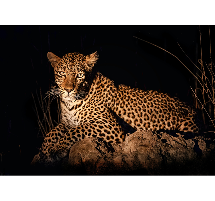 Fototapete Tiere Schöner realistischer leopard aus der nähe - TenStickers