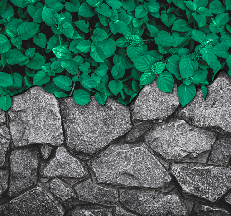 Fototapete natur üppiger grüntöne kontrast - TenStickers