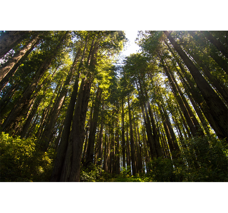 Fototapete Wald hohe bäume - TenStickers