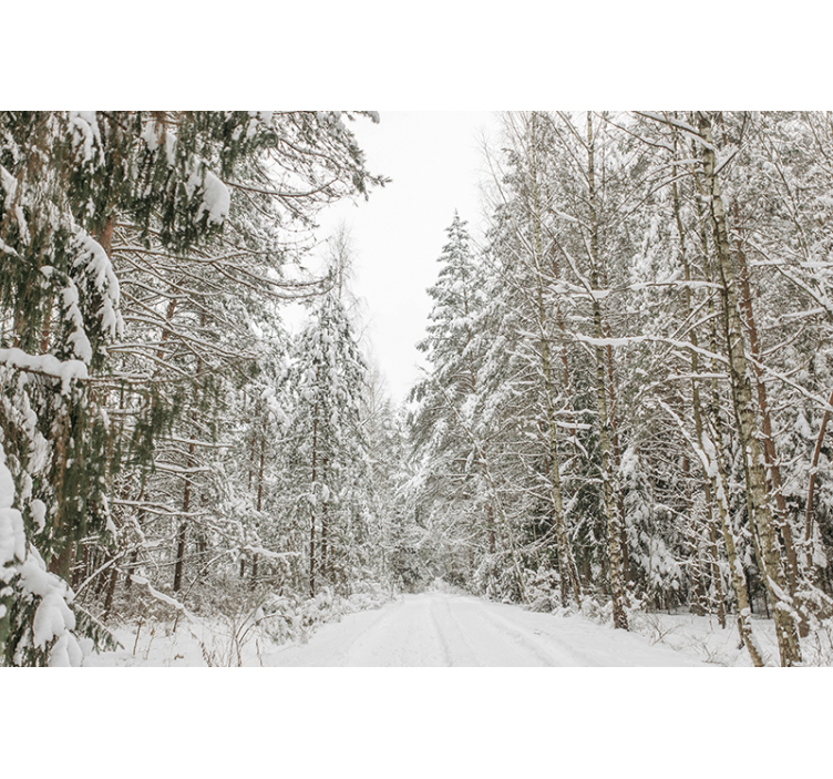 Fototapete Wald wintertag - TenStickers