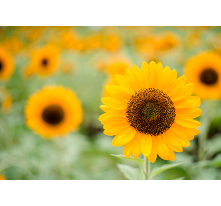 Fototapete Blumen sonnenblume im mittelpunkt - TenStickers