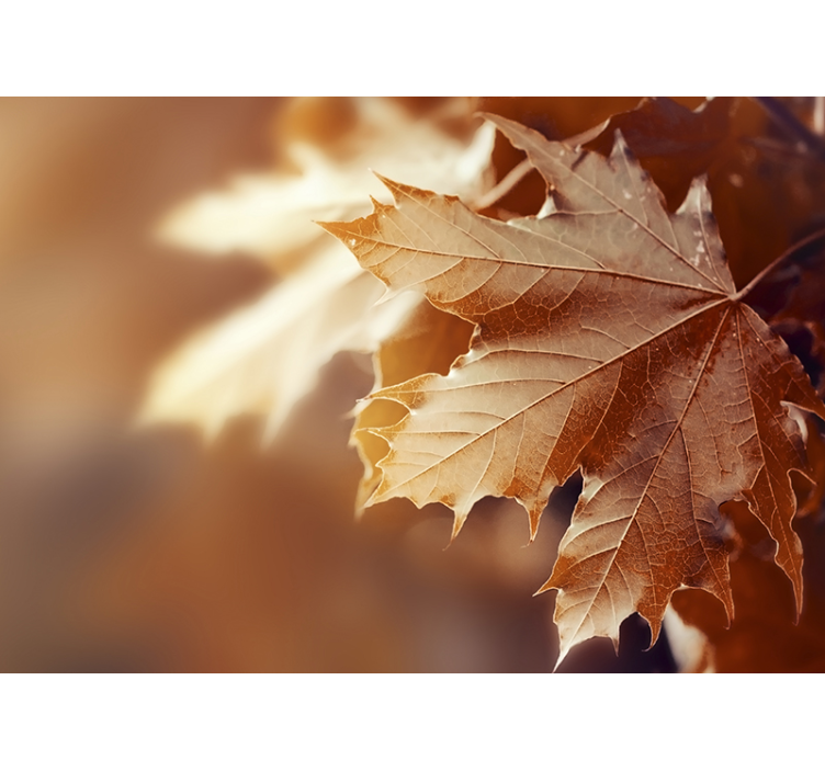 Fototapete blumen ahornblatt nahaufnahme - TenStickers