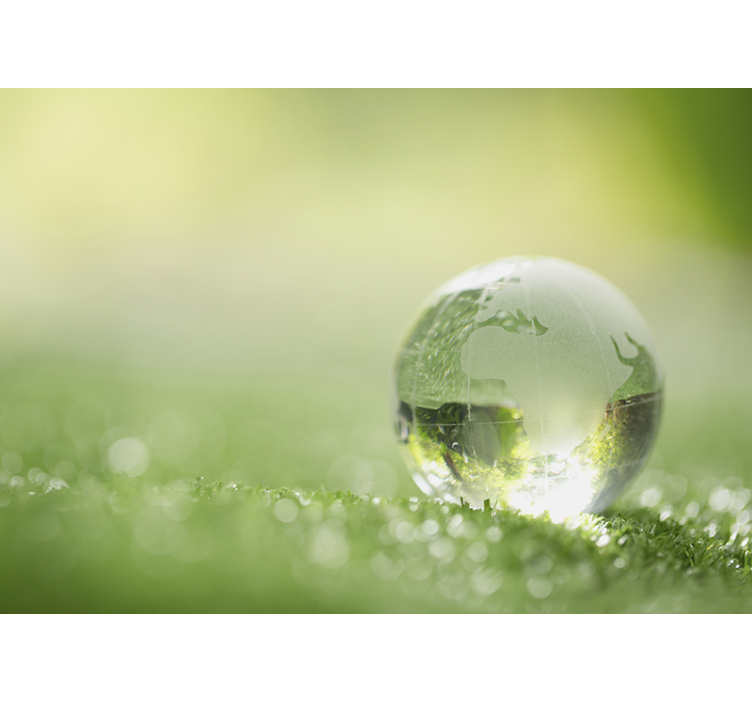 Wald Fototapete Wassertropfen über Gras - TenStickers