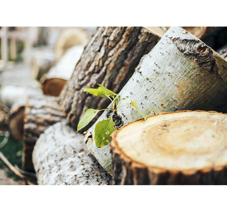 Grüne Blätter auf Waldholz Baum Fototapete - TenStickers