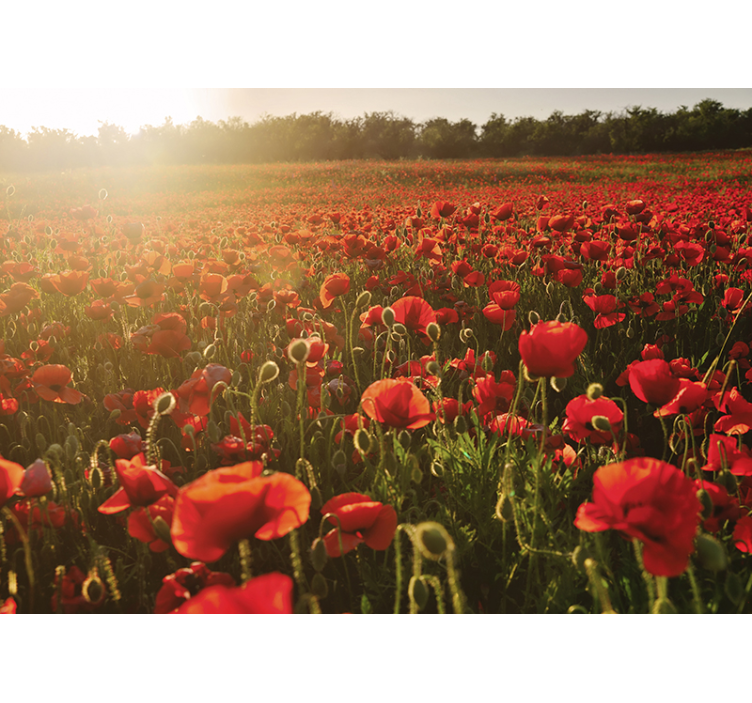 Rote Mohnblumen Sonnenuntergang Natur Fototapete - TenStickers