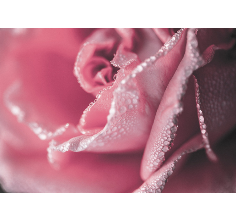 Fototapete blumen taufrische rosa rose - TenStickers