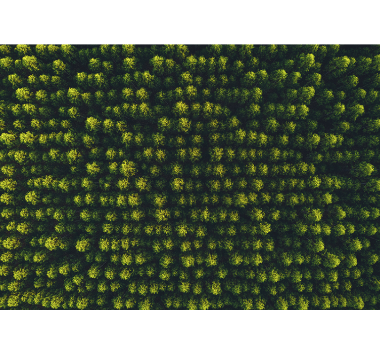 Fototapete natur üppiges blattwerk ambiente - TenStickers