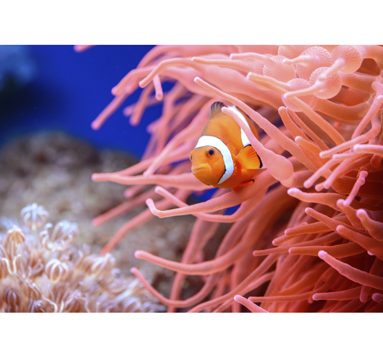 Fototapete tiere clownfisch zwischen anemonen - TenStickers
