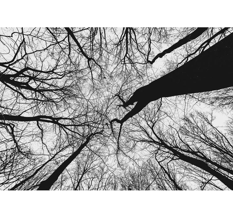 Fototapete baum mit verschlungenen ast-silhouetten - TenStickers