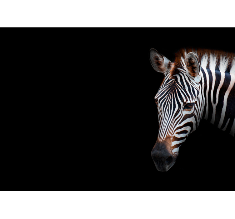 Fototapete Tiere zebra-detailporträt - TenStickers