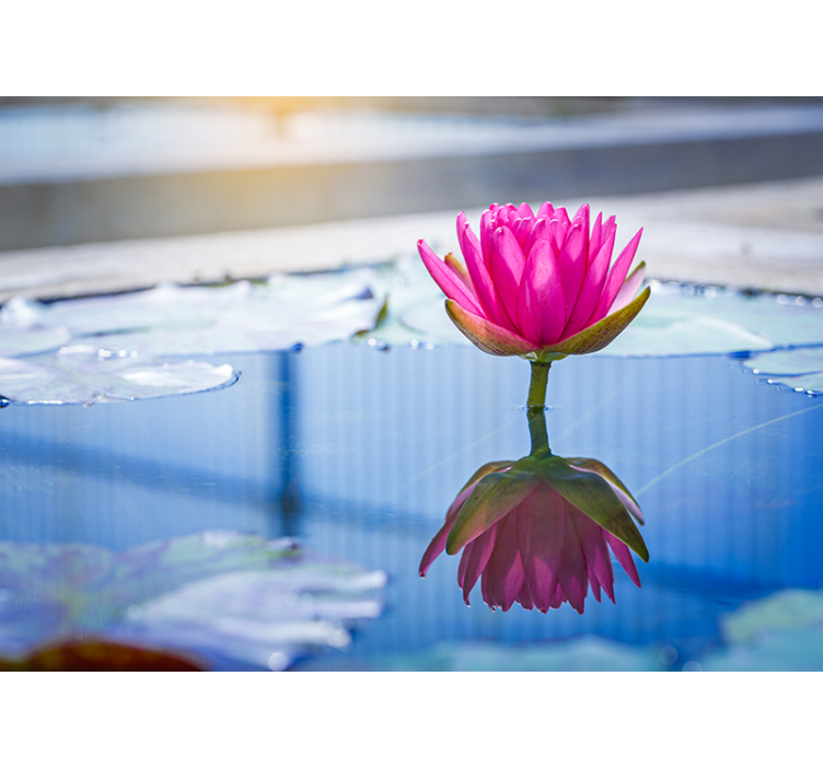Fototapete zen lotusblumen ruhe - TenStickers