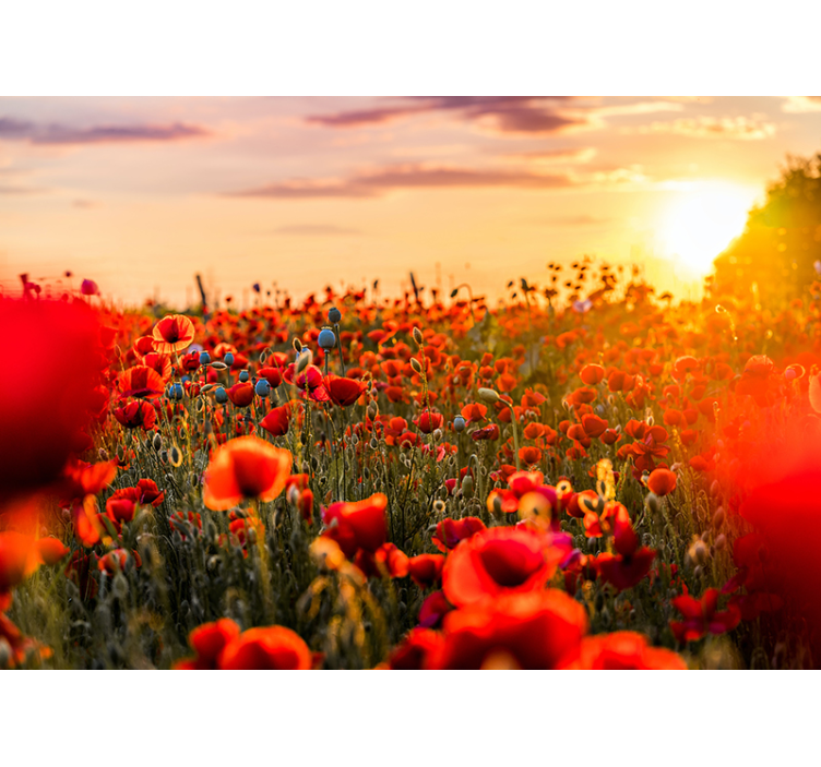 Fototapete Andere Blumen Mohnfeld bei sonnenuntergang - TenStickers