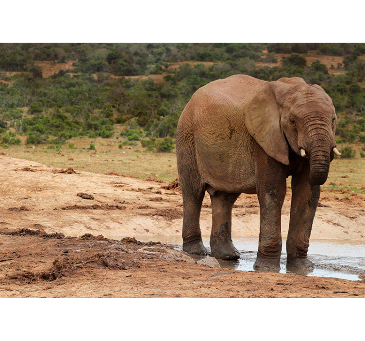 Fototapete Tiere elefantenbegegnung - TenStickers