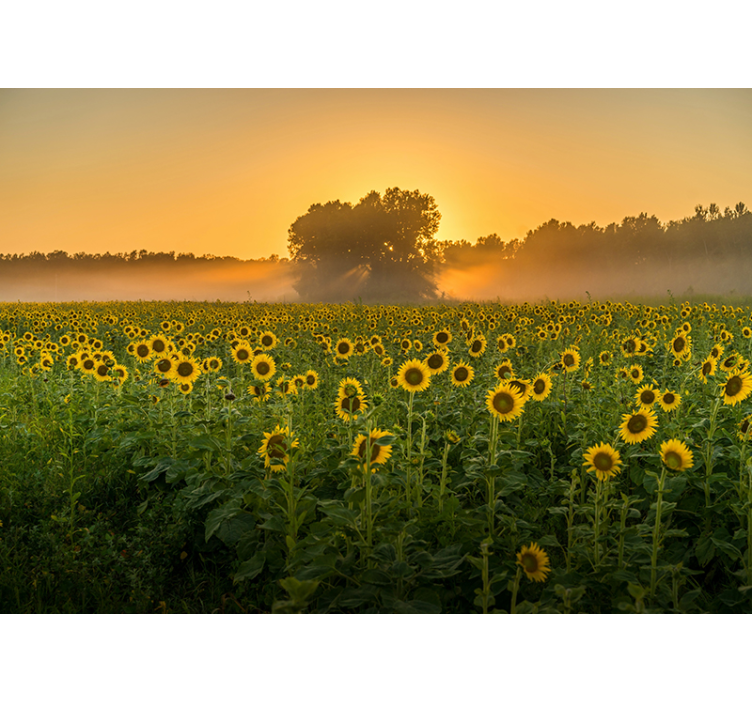 Fototapete Blumen sonnenblumenfeld sonnenuntergang - TenStickers