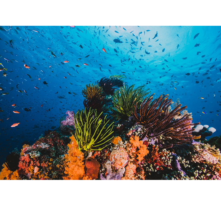 Fototapete meer unterwasser korallenparadies - TenStickers