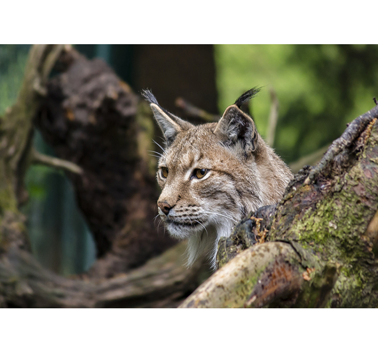 Fototapete Tiere luchs in der natur - TenStickers