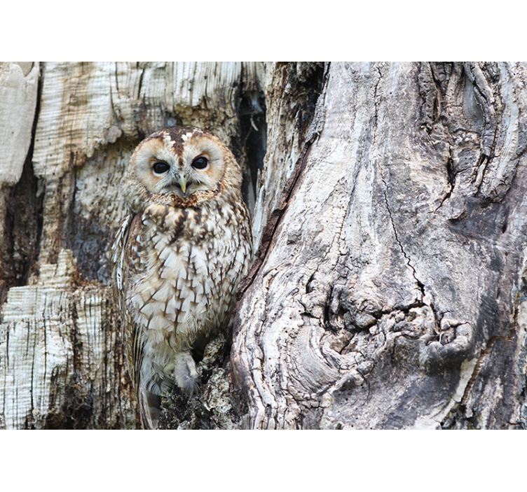 Fototapete Tiere Getarnte eule - TenStickers