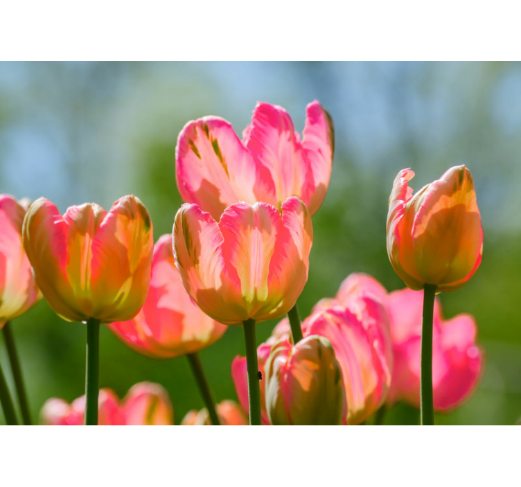 Fototapete Mohnblumen große rosa tulpen - TenStickers