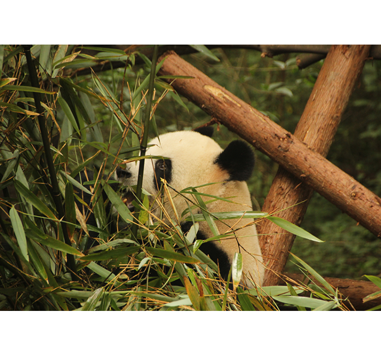 Fototapete Tiere panda zwischen bambus - TenStickers
