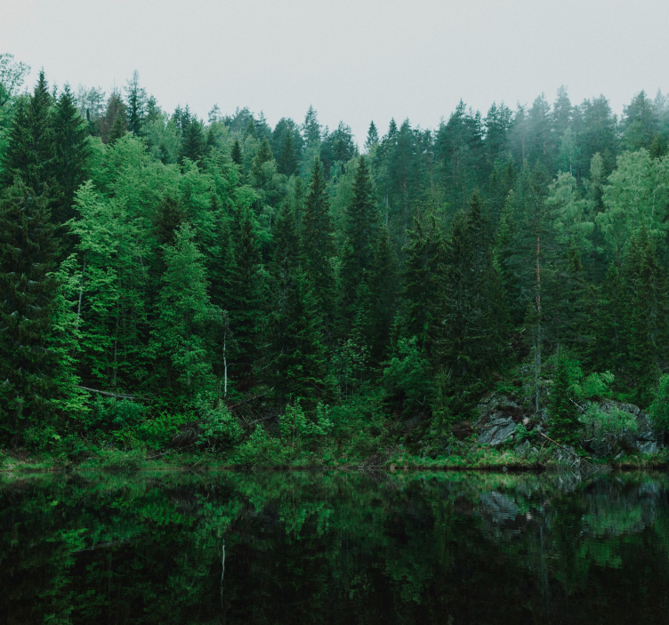 Fototapete Baum tiefer Wald  - TenStickers