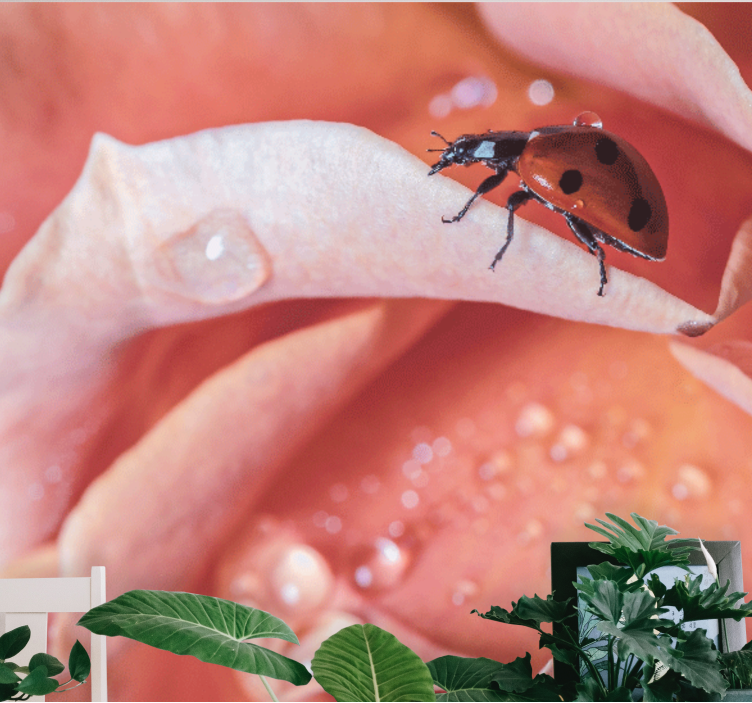 Fototapete blumen marienkäfer auf blütenblatt - TenStickers