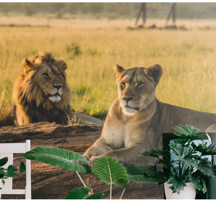 Fototapete löwe majestätisches löwenpaar - TenStickers