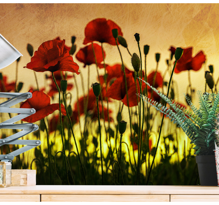 Fototapete mohnblumen poppy flower bloom - TenStickers