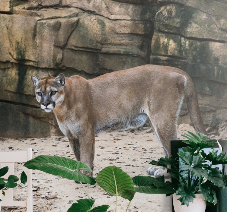 Fototapete tiere cougar im lebensraum - TenStickers