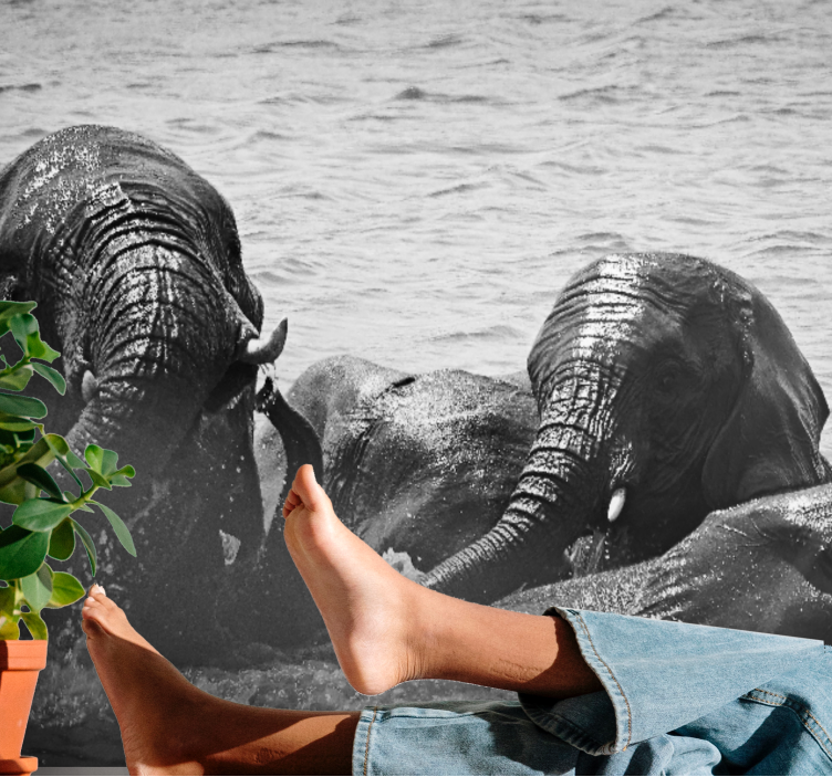 Fototapete tiere elefanten im wasser - TenStickers