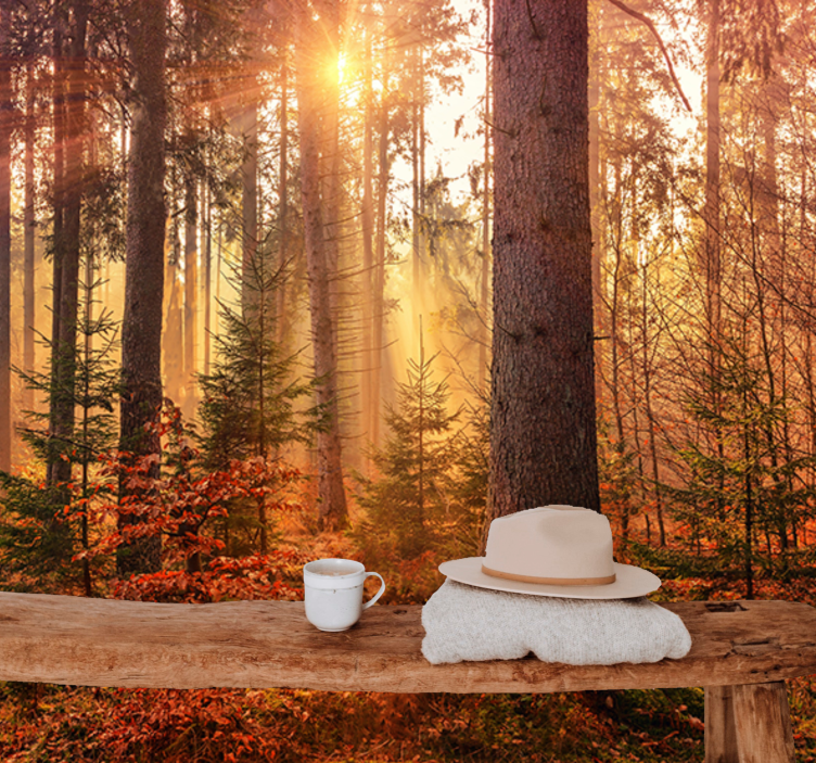 Fototapete Wald sonnenbeschienenes waldglühen - TenStickers