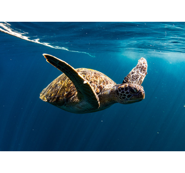 Schildkröte unterwasser Tierfototapete - TenStickers