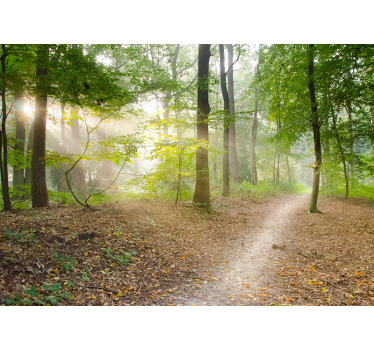 Atemberaubender Wald Fototapete - TenStickers