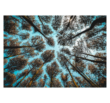 Wald von unten Natur Fototapete - TenStickers