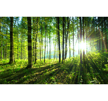 Natur Fototapete Waldlandschaft mit lichtreflexion - TenStickers