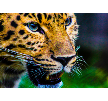 Wohnzimmer Fototapete Leopardengesicht - TenStickers