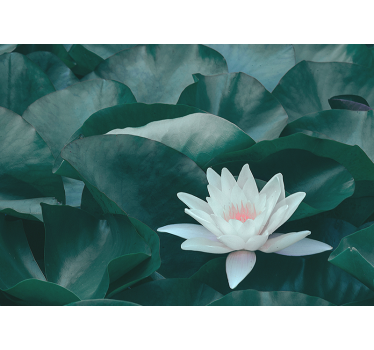 Fototapete Blumen Zen weiße lotusblume - TenStickers
